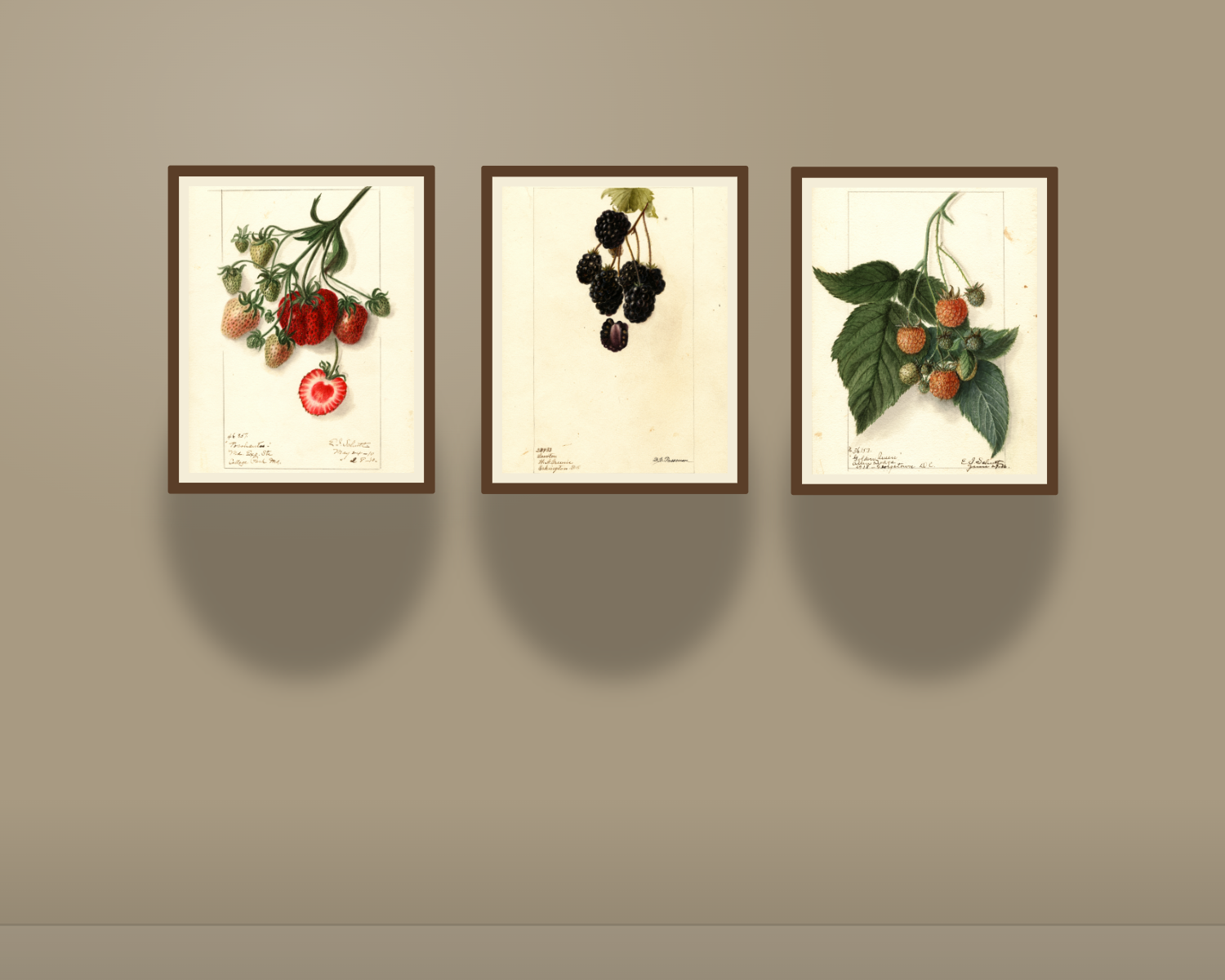 The Backyard Berry Collection gallery wall