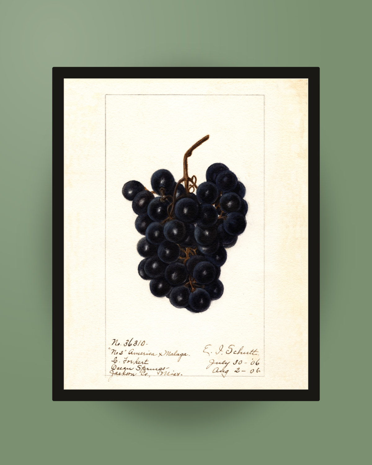 1906 America x Malaga Hybrid Grape No. 2