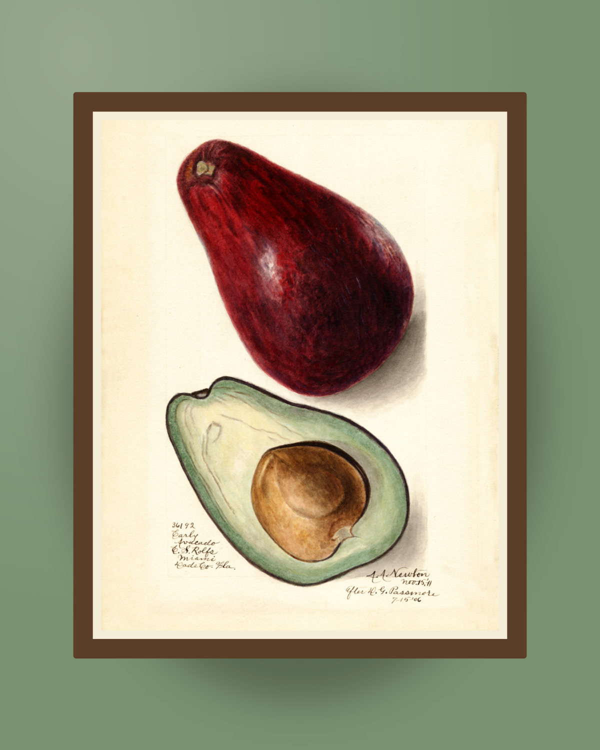 USDA 1906 Avocado Print