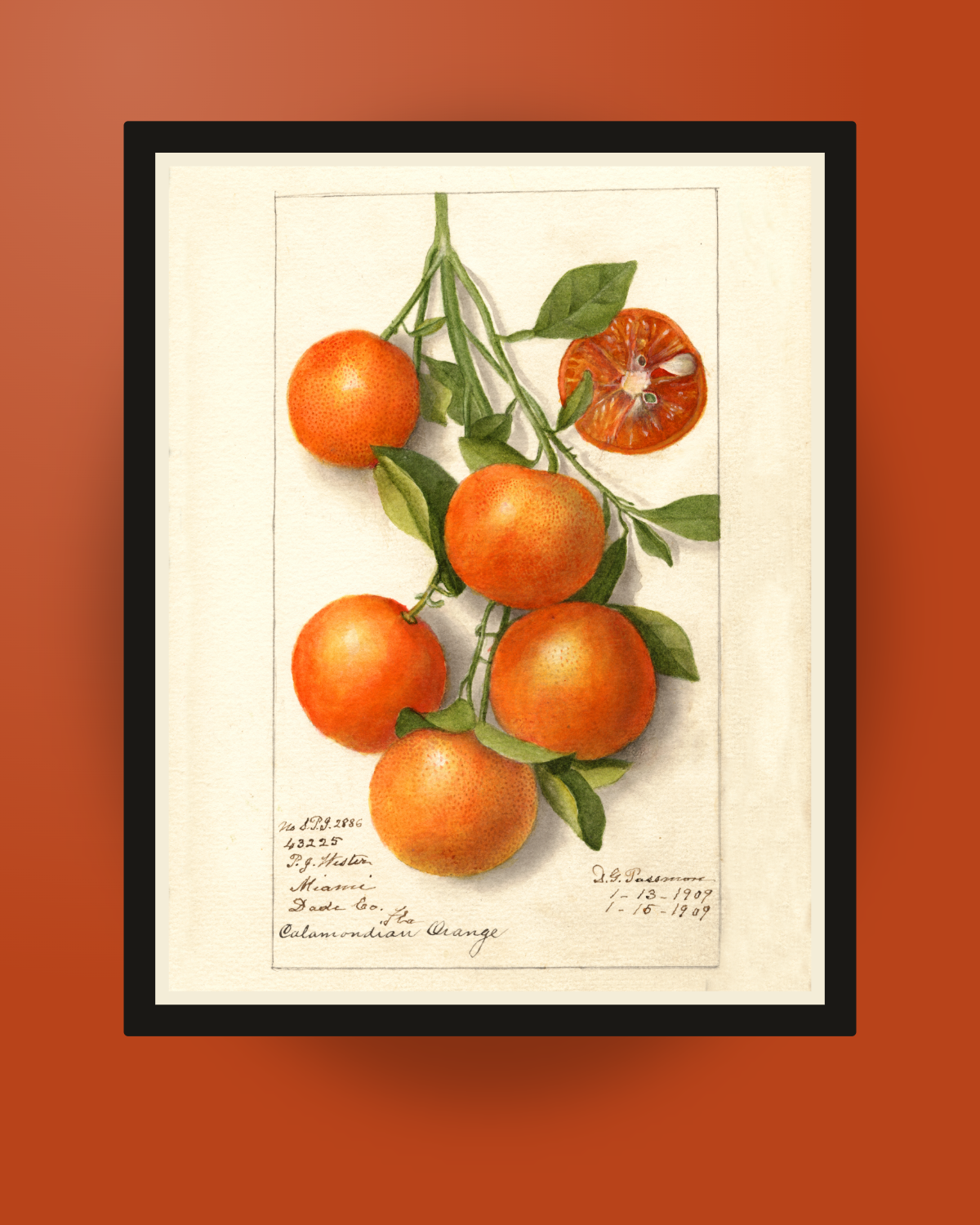 USDA 1909 Calamondin Citrus Print