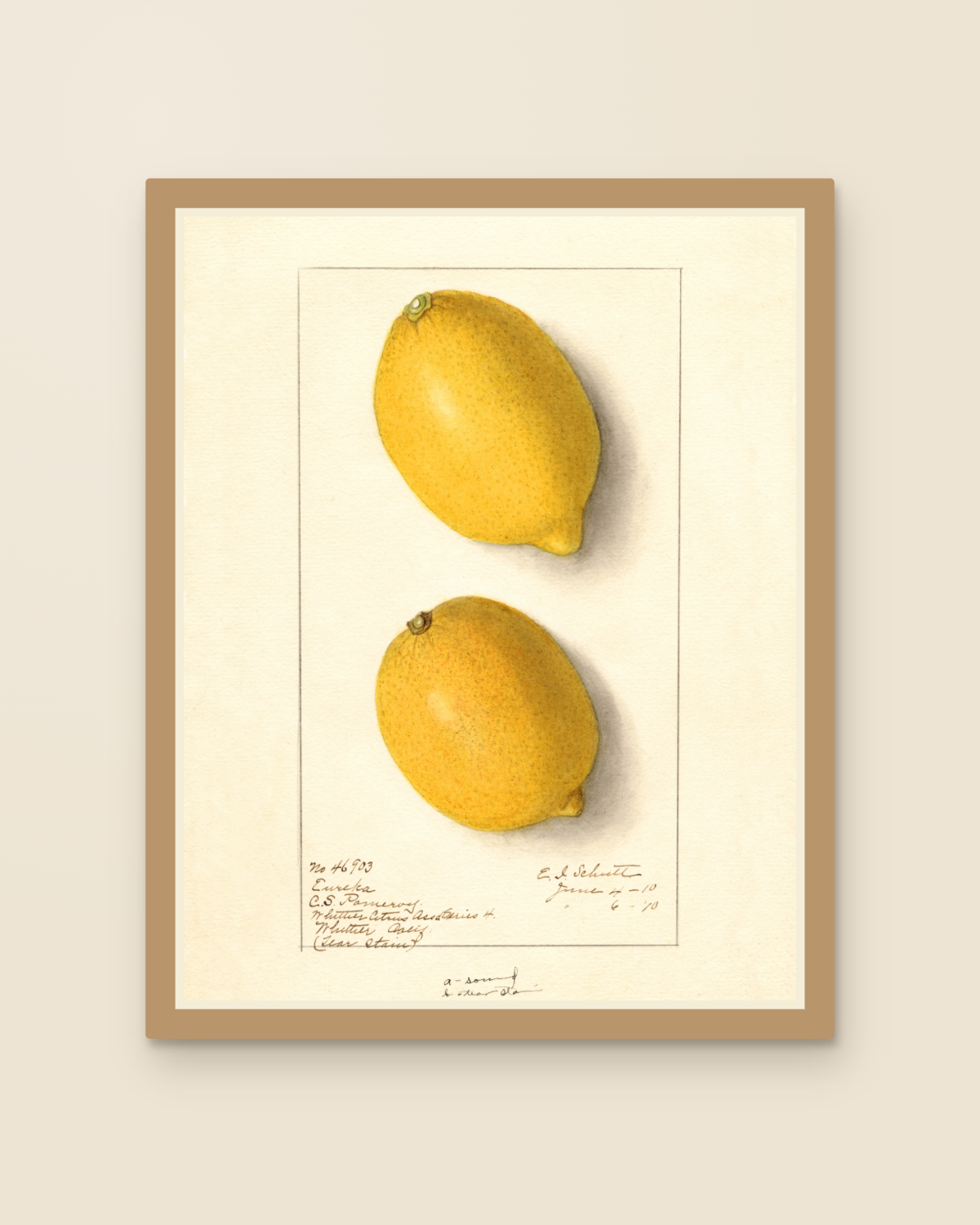 USDA 1910 Eureka Lemon Print