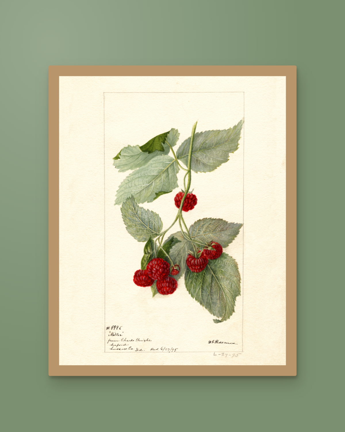 USDA 1895 Miller Red Raspberry Print